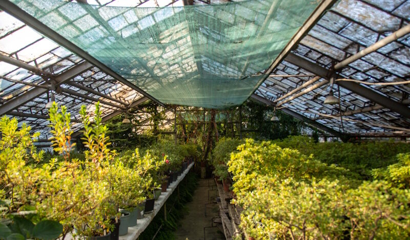 Ботанический сад Кривой Рог