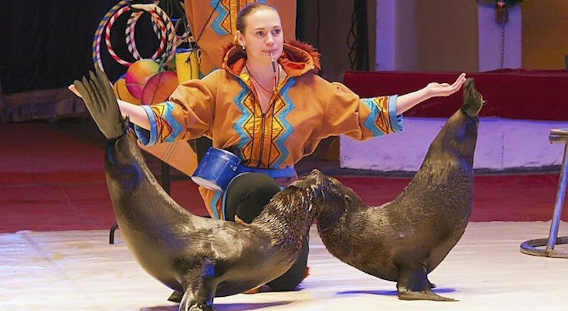 Цирк Кривой Рог