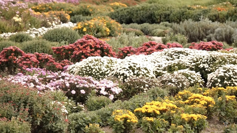 Ботанический сад Кривой Рог